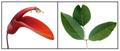 Erythrina crista galli